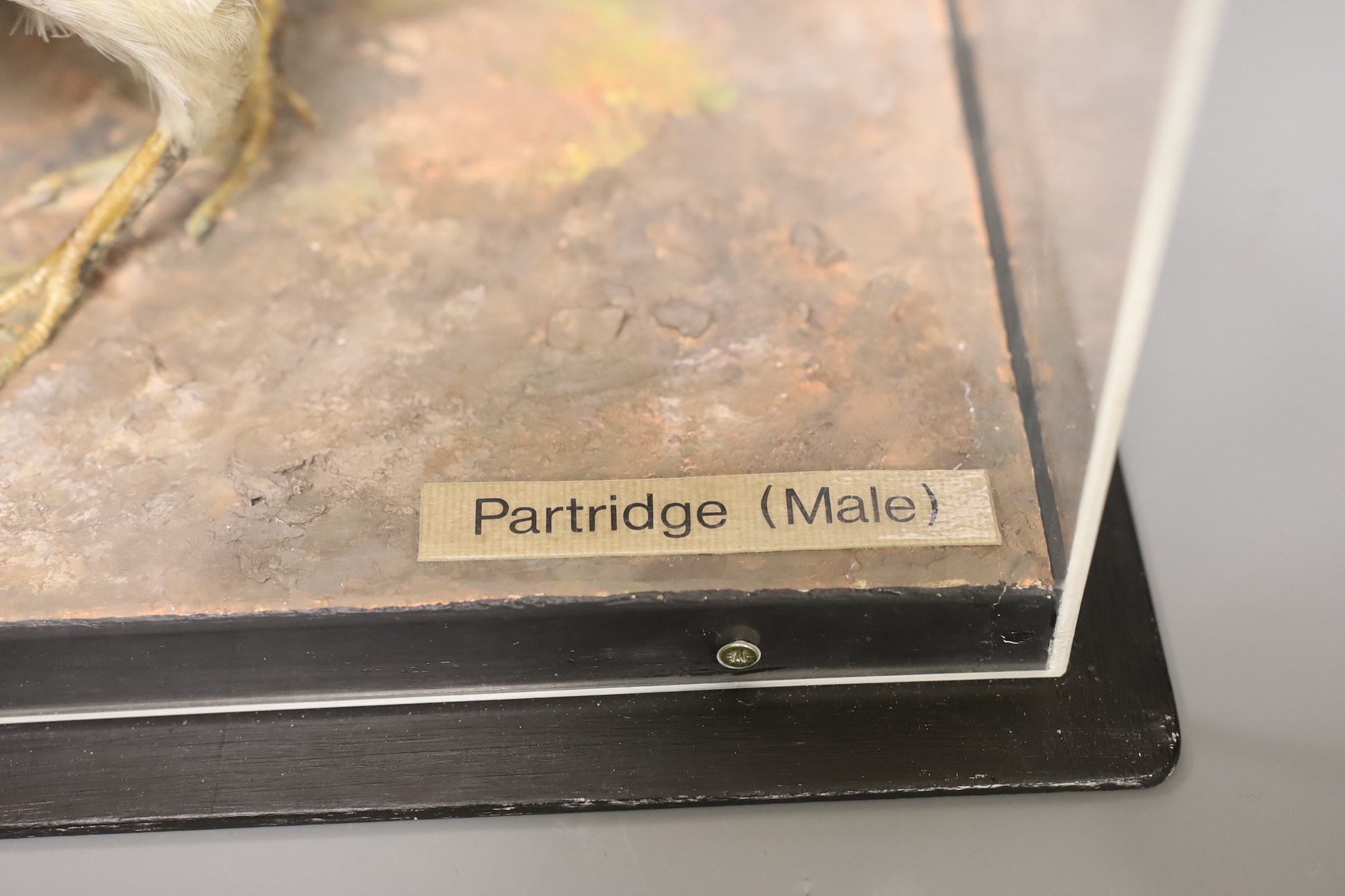 A taxidermy partridge in Perspex case and museum crate